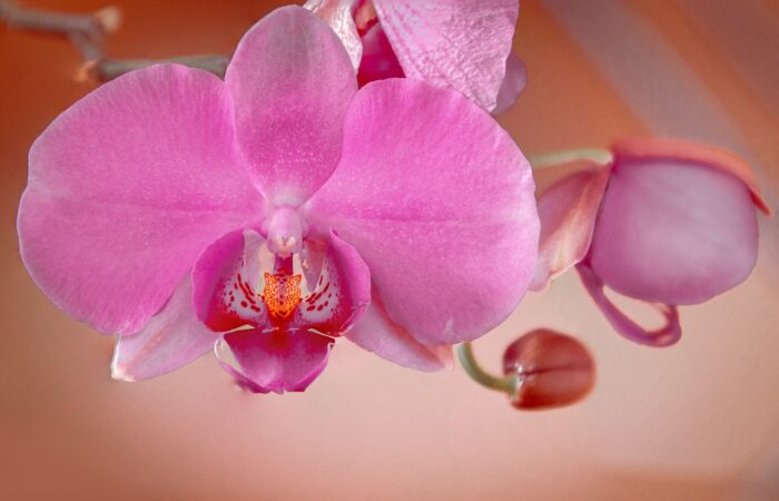 Cultiver_les_orchidées_à_la_maison_:_les_secrets_d_un_arrosage_réussi