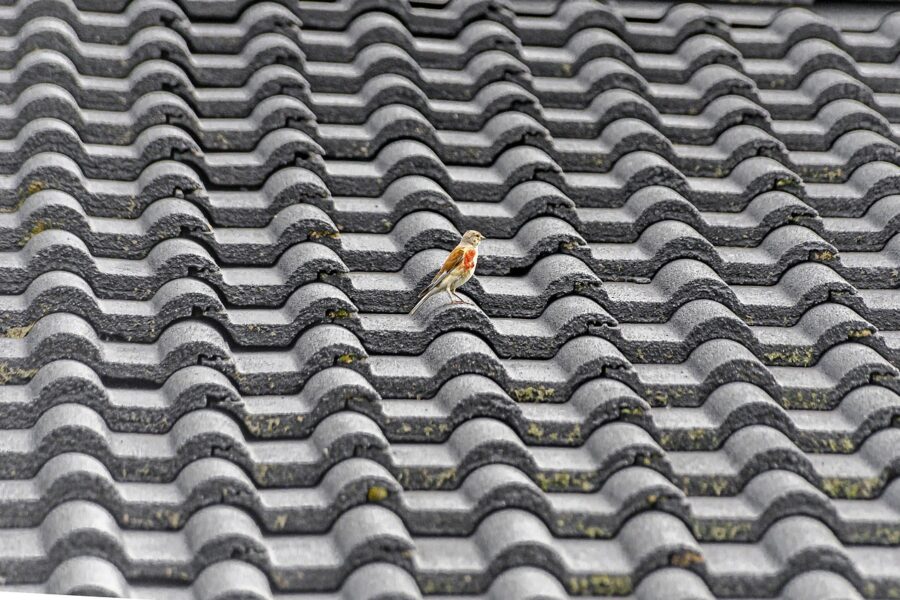 Les_nombreuses_avantages_d’une_toiture_végétalisée_pour_une_maison_écologique