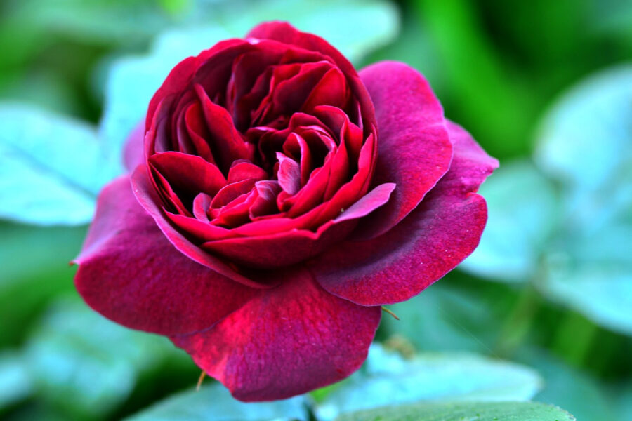 Quand_planter_les_rosiers_?