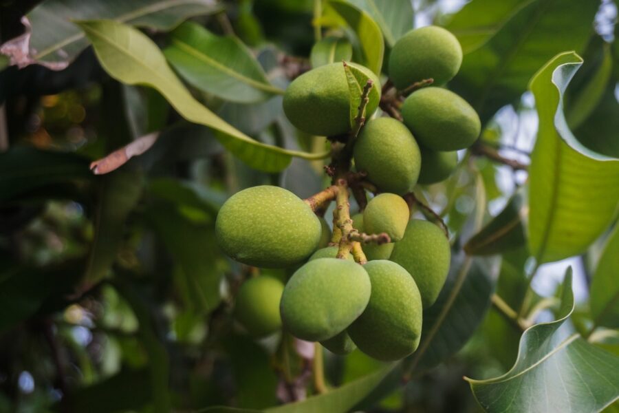 Révélez_votre_pouce_vert_:_comment_faire_germer_un_noyau_de_mangue_à_la_maison