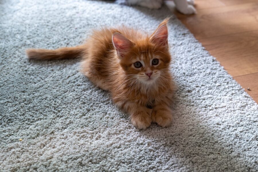 Voici_comment_laver_un_tapis
